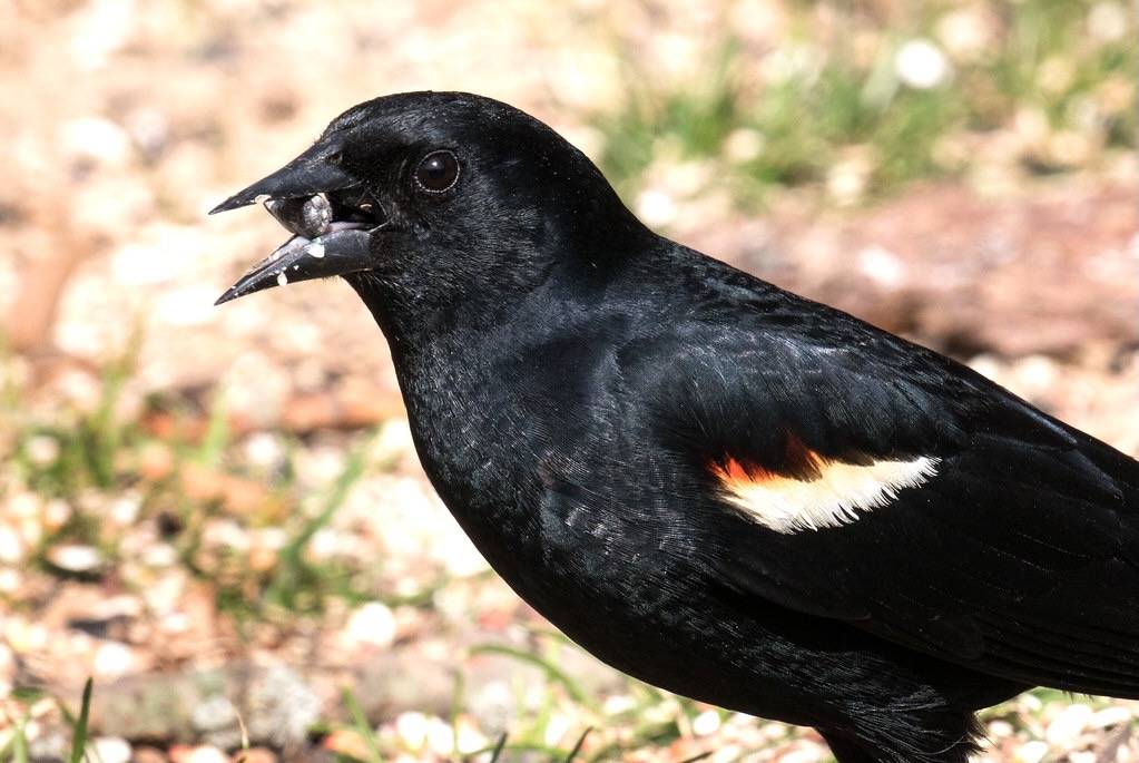 Red-winged Blackbird with a Sunflower Seed by ksblack99 is marked with Public Domain Mark 1.0.